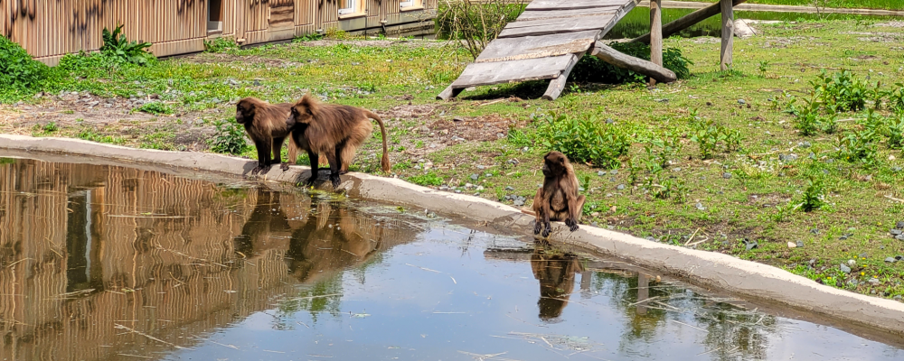 Gelada 1