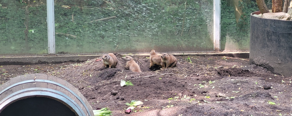 Prairie dog