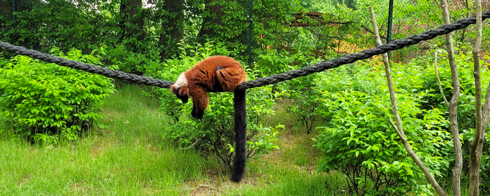 Red ruffed lemur