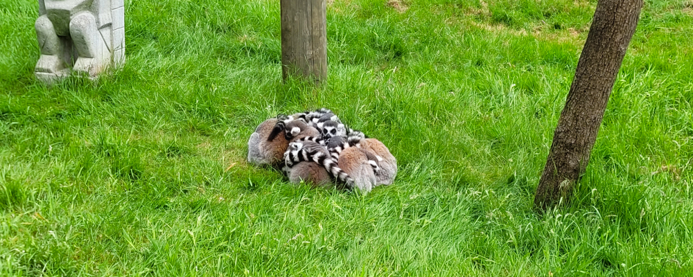 Ring tailed lemur