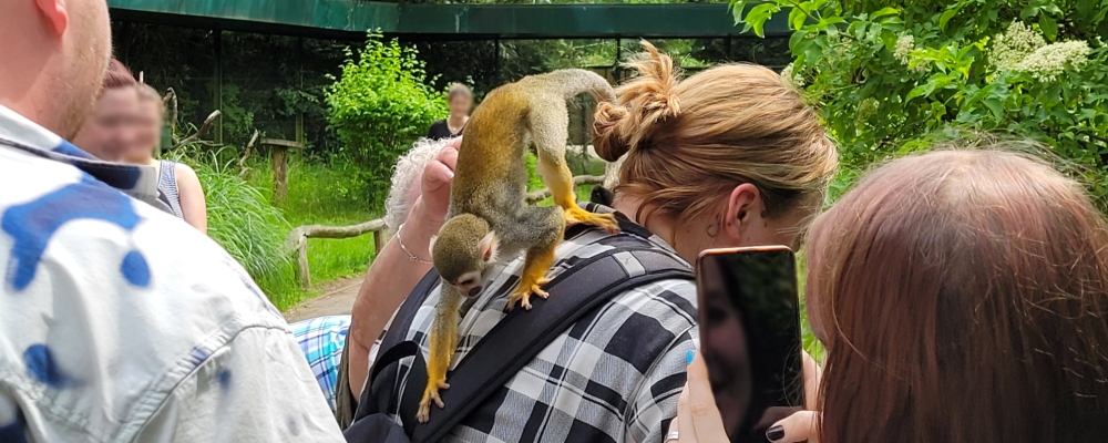 Squirrel monkey 3